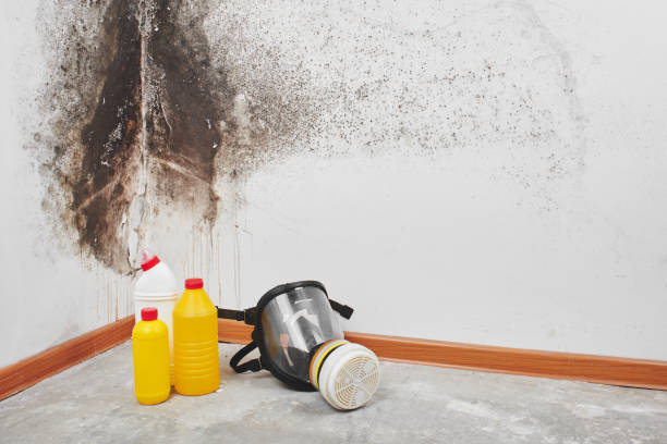Best Professional Mold Removal  in Westby, WI