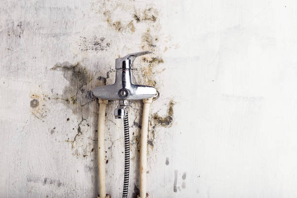 Best Same-Day Mold Removal  in Westby, WI