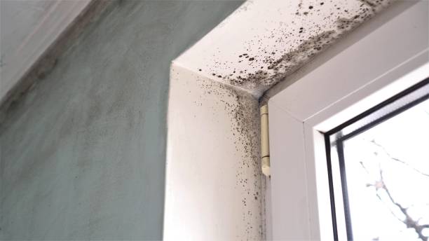 Best Office Mold Removal Services  in Westby, WI