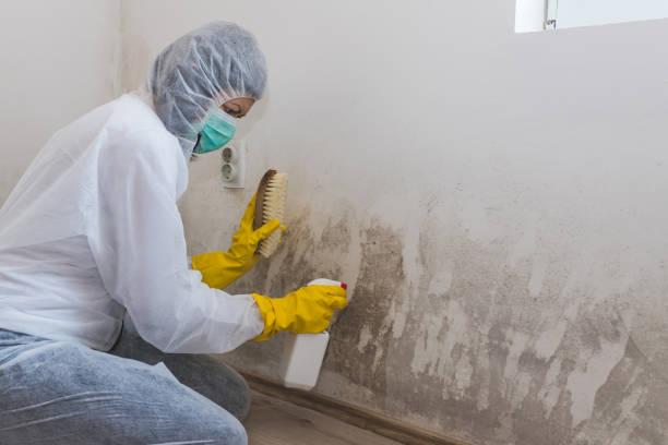 Best Mold Testing  in Westby, WI