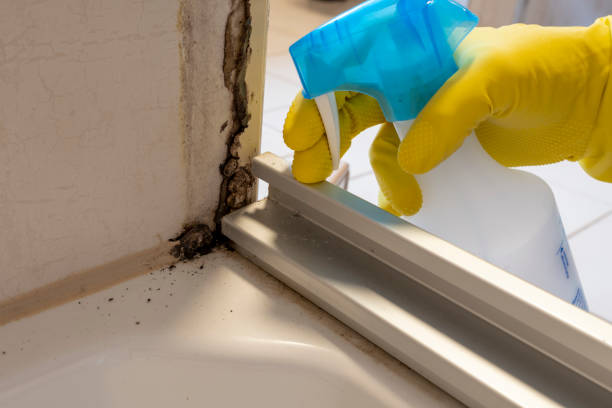 Professional Mold Removal in Westby, WI