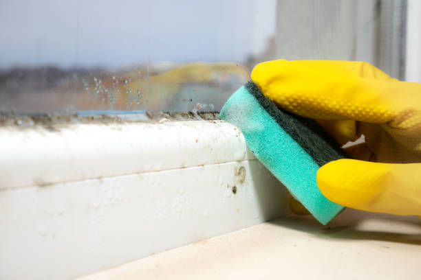 Best Emergency Mold Removal  in Westby, WI