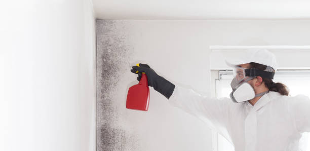 Best Mold Removal Near Me  in Westby, WI