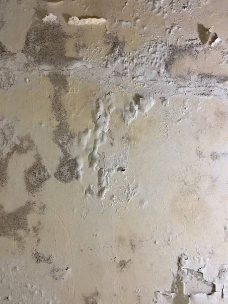 Best Certified Mold Removal  in Westby, WI