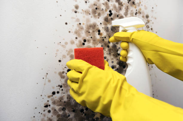Best Mold Removal Company Near Me  in Westby, WI