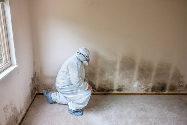 Home Mold Removal in Westby, WI