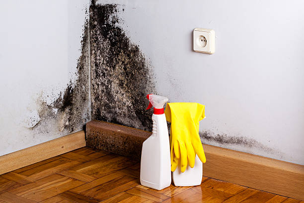 Best Black Mold Removal  in Westby, WI