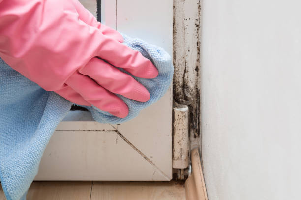 Best Residential Mold Removal  in Westby, WI