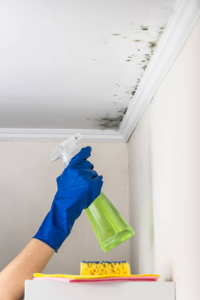 Best Fast Mold Removal  in Westby, WI